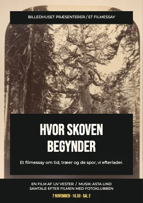 Hvor skoven begynder