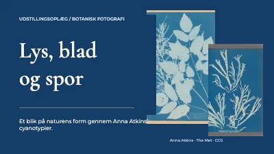 Lys, blad og spor