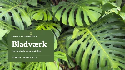 Product launch — houseplant subscription