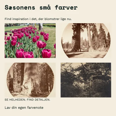 Sæsonens små farver · Studieark